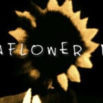 Sunflower Pie Trainer