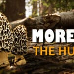 Morels: The Hunt 2 Trainer