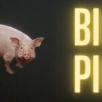 Big Pig Trainer