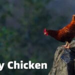 Unlucky Chicken Trainer