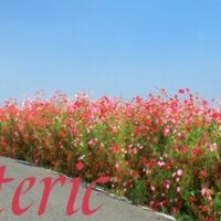 header-205