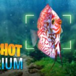 Snapshot Aquarium Trainer