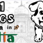 101 Dogs Hidden in India Trainer